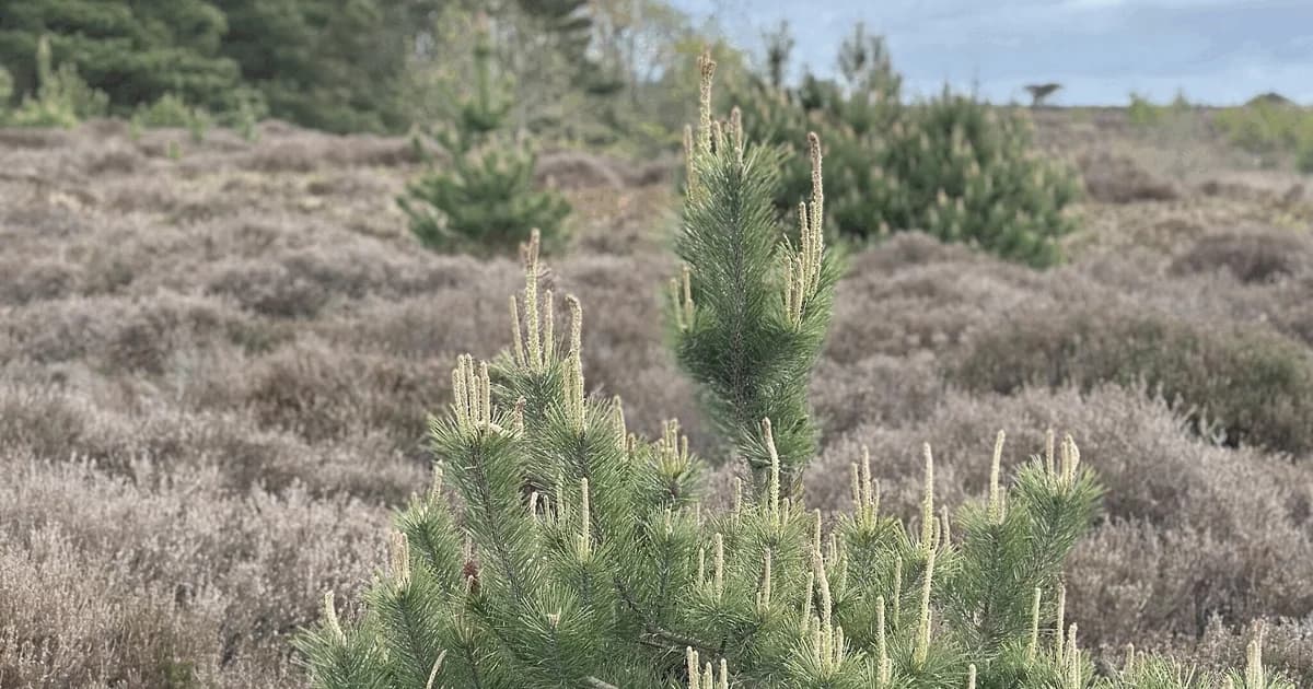 Fjern fyrretræer til jul og red sommerfuglen