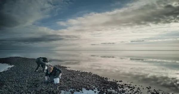 Østerssafari (10 km)