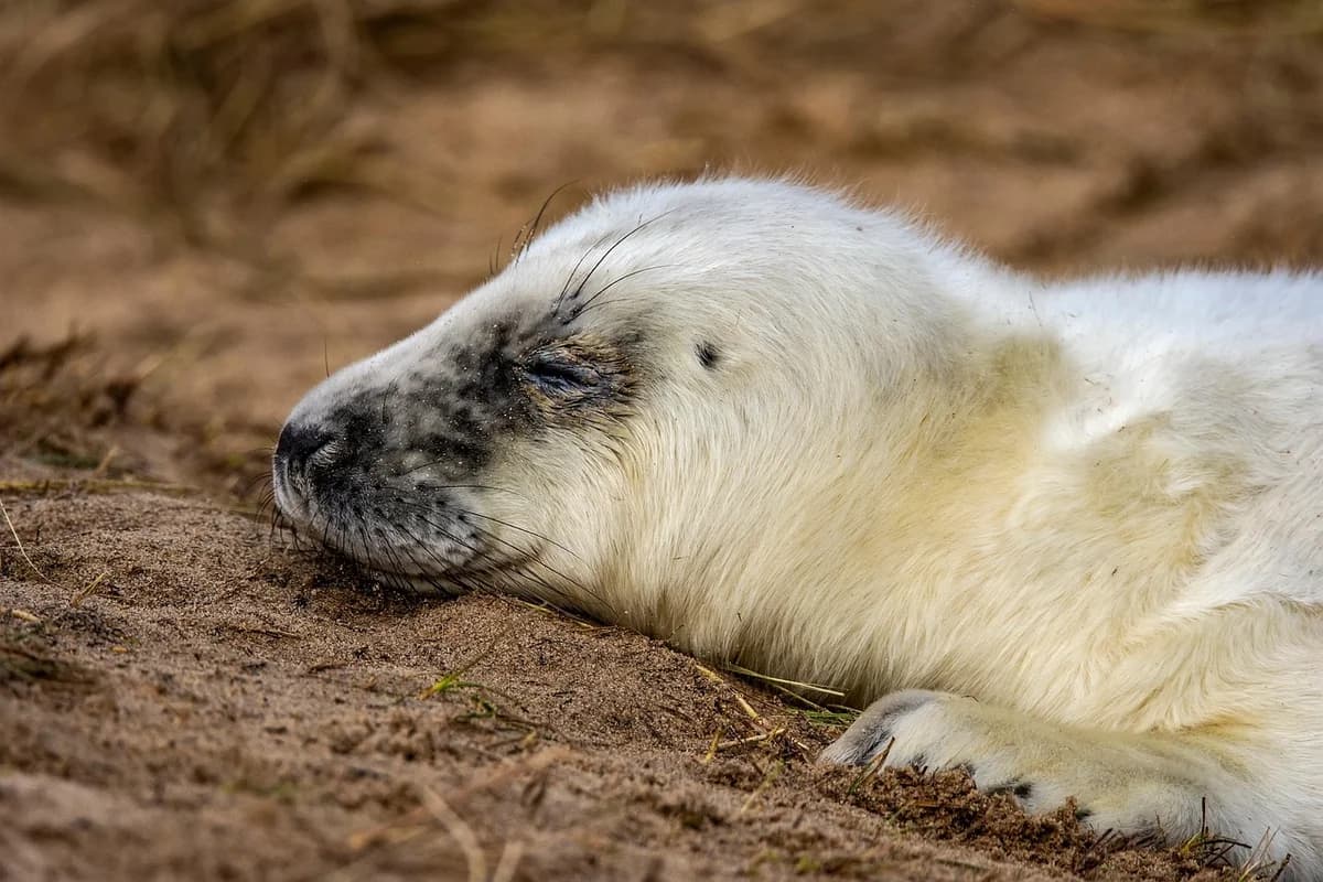 A grey seal pup resting on sandy beach.